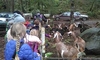 kids love goats